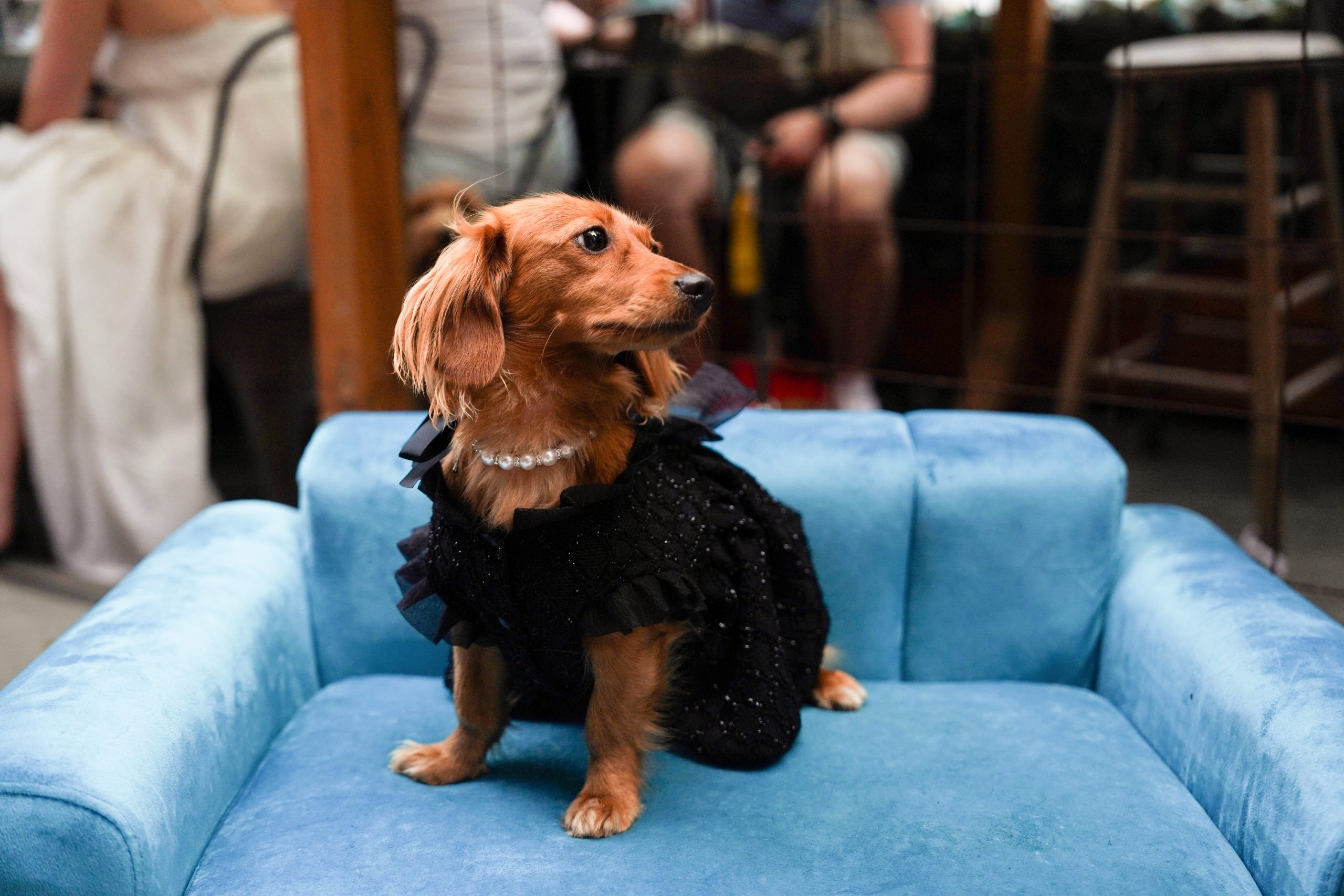 LIC Bar Hosts Beauty Pageant for Dogs